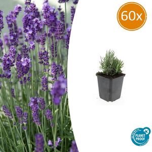 60 Stuks Lavendel, Heerlijk Geurend, Kleur Bloem Diepblauw tot Paars/Blauw, Lavandula angustifolia Dwarf Blue - 10-25cm - Ø9cm