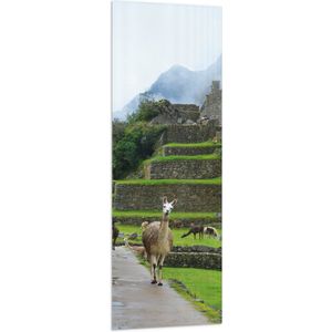 WallClassics - Vlag - Lama's lopend door Groene Oude Muren - 50x150 cm Foto op Polyester Vlag