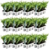 Plants by Frank - 72 hulstplanten winterhard | 72 x Ø7 cm - 15 cm | Ilex crenata Jenny | haagplanten | buxus vervanger | Tuinplanten | Planten