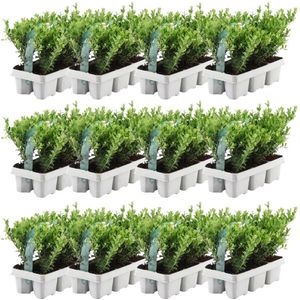 Plants by Frank - 72 hulstplanten winterhard | 72 x Ø7 cm - 15 cm | Ilex crenata Jenny | haagplanten | buxus vervanger | Tuinplanten | Planten