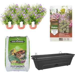 Tuinplantenshop.com | Balkonbak Zwart DIY-set - Campanula - Ø40cm - 25cm hoog - Tuinplant