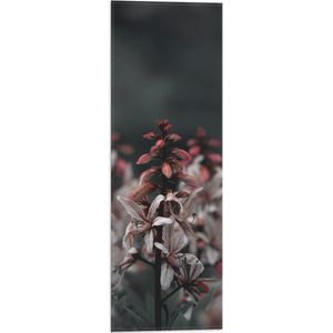 WallClassics - Vlag - Clos-up van Tak van Vuurwerkplant - 20x60 cm Foto op Polyester Vlag