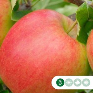Malus d. 'Jonagold' | Malus domestica 'Jonagold' | Bomenbezorgd.nl