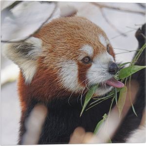 WallClassics - Vlag - Kleine Panda Etend aan Blaadje - 50x50 cm Foto op Polyester Vlag