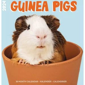 Cavia Studio Kalender 2024