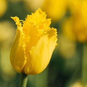 15 Bloembollen voor opvallende gele tulp Crystal Star | 15 tulpenbollen Maat 12+