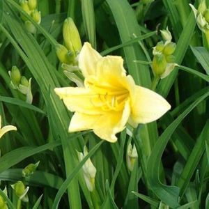 6x Daglelie - Hemerocallis lilioasphodelus - Pot 9x9cm