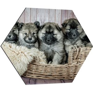 WallClassics - Dibond Hexagon - Schattige Puppy's in Mand met zacht Dekentje - Eurasiër - 70x60.9 cm Foto op Hexagon (Met Ophangsysteem)
