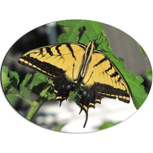 WallClassics - Dibond Ovaal - Geel / Zwarte Vlinder op Groen Plant - 56x42 cm Foto op Ovaal (Met Ophangsysteem)