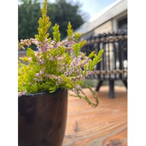 Zomerheide Geel/Roze - 10 Stuks - Calluna vulgaris 'Boskoop' - P9.5 - Plant - Tuinplant - Heide