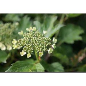 2 x Viburnum op. 'Compactum' - Gelderse Roos 50- 60 cm in pot