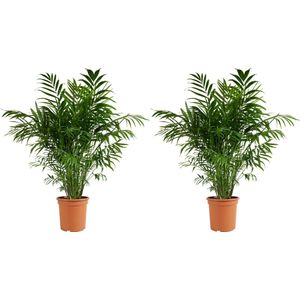 Bloomique - Set van 2 - Chamaedorea Elegans - Mexicaanse Dwergpalm - Kamerplanten - Luchtzuiverend - Diervriendelijk - Gemakkelijk in onderhoud - 80-100cm Hoog - Pot 20cm
