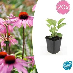 20x Roze tuinplanten Echinacea purpurea 'Magnus' - Bloeiende vaste planten