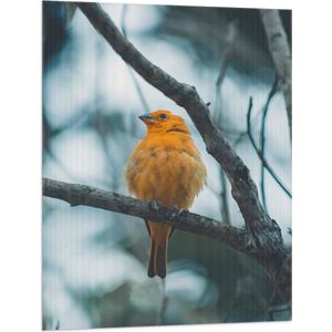 WallClassics - Vlag - Oranje Vogel in de Boom - 75x100 cm Foto op Polyester Vlag
