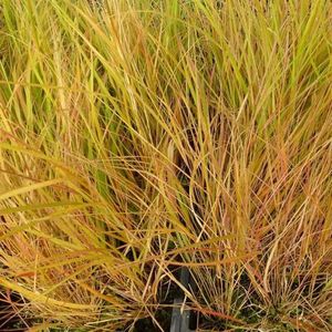 6x Bosstruisriet - Calamagrostis arundinacea 'Sirocco' - Pot 9x9cm