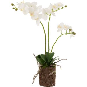 J-Line plant Orchidee In Aarde - kunststof - wit/groen - medium