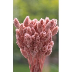 Droogbloemen - Phalaris Canariensis - Kanariezaad - Poederroos | 70cm | 100g | Perfect voor Boeketten, Decoratie, Doopsuiker, Huwelijk & Verjaardagen | Duurzaam en Stijlvol Bloemenarrangement