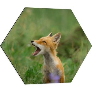 WallClassics - Dibond Hexagon - Baby Vosje met Open Mond in Groen Veld - 60x52.2 cm Foto op Hexagon (Met Ophangsysteem)