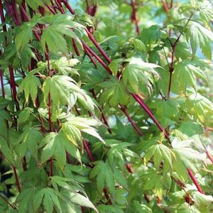 1x Acer palmatum 'Sangokaku' - Japanse esdoorn - Hoogte 50-60 cm in pot