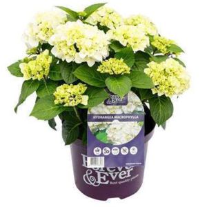 2 x Hydrangea macr. wit/blanc - Hortensia 40- 60 cm in pot