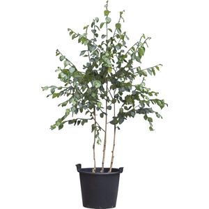 Witte berk meerstammig | Betula utillis | Bomenbezorgd.nl