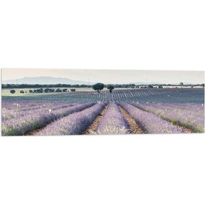 WallClassics - Vlag - Rijen Paarse Lavendel - 120x40 cm Foto op Polyester Vlag