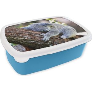 Broodtrommel Blauw - Lunchbox - Brooddoos - Koala - Boomstam - Knuffel - Kids - Jongens - Meiden - 18x12x6 cm - Kinderen - Jongen
