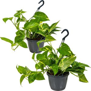 Scindapsus 'Aureum' in hangpot per 2 stuks | Epipremnum - Kamerplant ⌀17 cm - 25 cm