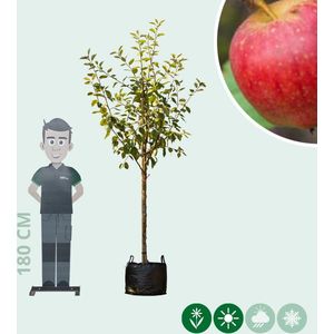Malus d. 'Notarisappel' | Malus domestica 'Notarisappel' | Bomenbezorgd.nl