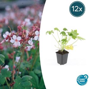Tuinplantenshop.com | Geranium macrorrhizum 'Spessart' | 12 stuks - Ø9cm - 10-25cm hoog - Tuinplant - tuingeranium - Moederdag -