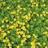 25 x Waldsteinia ternata - Wintergroene Bodembedekker - Vaste planten - Goudaardbei in 9x9cm pot met hoogte 5-10cm