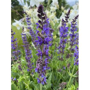 6 x Salvia n. 'Mainacht' - Salie - P9 Pot (9 x 9cm) - Dima Vaste Planten