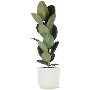 Ficus Elastica Robusta - Ø21cm - 90cm in Vibes WIT pot