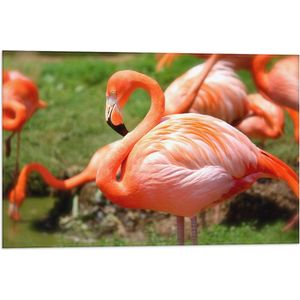 WallClassics - Vlag - Roze Flamingo Kudde op het Grasveld - 60x40 cm Foto op Polyester Vlag
