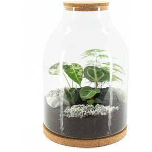 Virentia - h35 d25 cm - Terrarium - Planten Terrarium - DIY - thelivingelements