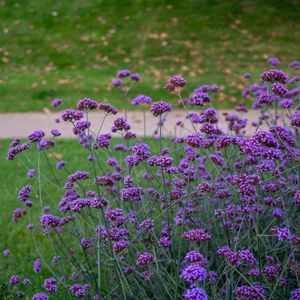 Bloomique - Set van 3 - Verbena Bonariensis - Ijzerhard - Tuinplanten - Winterhard - Hoogte 10-20 cm - Pot 9x9 cm