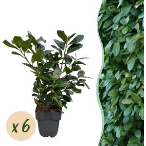 Tuinplantenshop.com | Haagplanten - Prunus laurocerasus Etna - blad groen - 6 planten - 1 strekkende meter - groenblijvend - Ø20cm - 40-50cm hoog - Tuinplant
