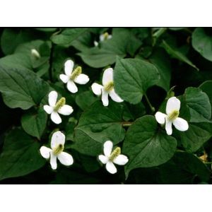 Moerasanemoon (Houttuynia cordata) - Vijverplant - 3 losse planten - om zelf op te potten - Vijverplanten Webshop