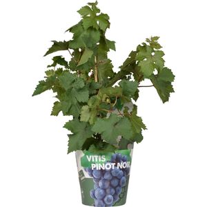 Hello Plants Vitis Pixie Pinot Noir Blauwe Druiven - Druivenplant - Ø 14 cm - Hoogte: 30 cm