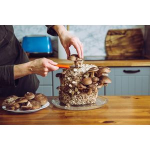120 gram broed voor Shiitake - Mycelium voor Shiitake - Broed voor het kweken van Lentinula edodes