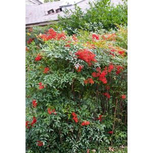 Plants Online - Tuinplanten - Bamboe - Tuinplanten - Heesters - Set van 1 - Nandina domestica C15 60-80 cm