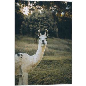 WallClassics - Vlag - Witte Lama met Zwarte Vlekken in de Natuur - 50x75 cm Foto op Polyester Vlag