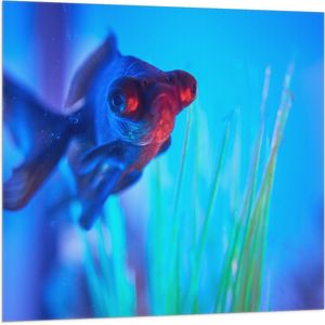 WallClassics - Vlag - Zwemmende Vis in het Water - 100x100 cm Foto op Polyester Vlag
