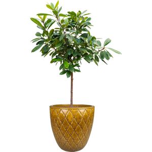 TS Collection - Bloempot Leon - Set van 3 - Keramiek - Honey