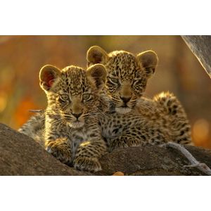 Dibond - Dieren - Wildlife / Welp / Welpjes in beige / wit / zwart / bruin - 80 x 120 cm.