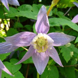 Clematis Macropetala - Bosrank