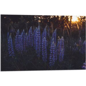 WallClassics - Vlag - Blauwe Lupine Plant - 75x50 cm Foto op Polyester Vlag