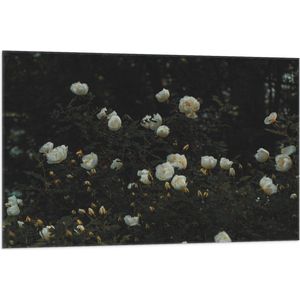 WallClassics - Vlag - Struik met Witte Bloemen - 105x70 cm Foto op Polyester Vlag