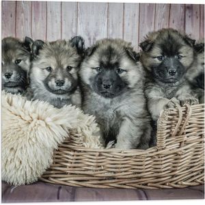 WallClassics - Vlag - Schattige Puppy's in Mand met zacht Dekentje - Eurasiër - 50x50 cm Foto op Polyester Vlag