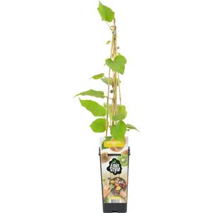 Bloomique - Actinidia Deliciosa 'Jenny' - Kiwi Plant - Fruitplanten - Tuinplanten - Winterhard - ⌀14 cm - Hoogte 60-70cm